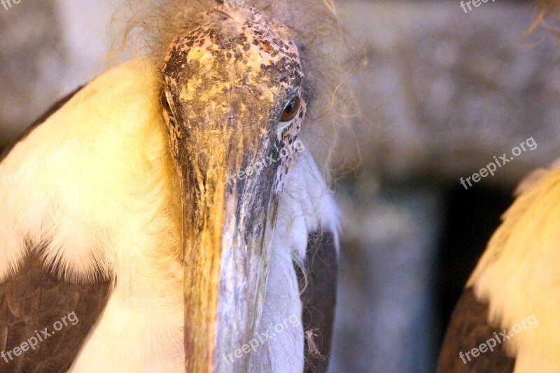 Marabou Bird Leptoptilos Crumeniferus Marabou Stork Nature