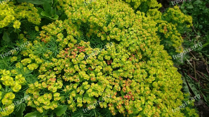 Plant Grass Bloom Green Flora