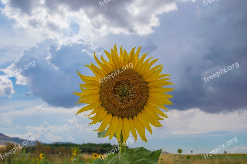 Sunflower Burgos Field Sunset Free Photos