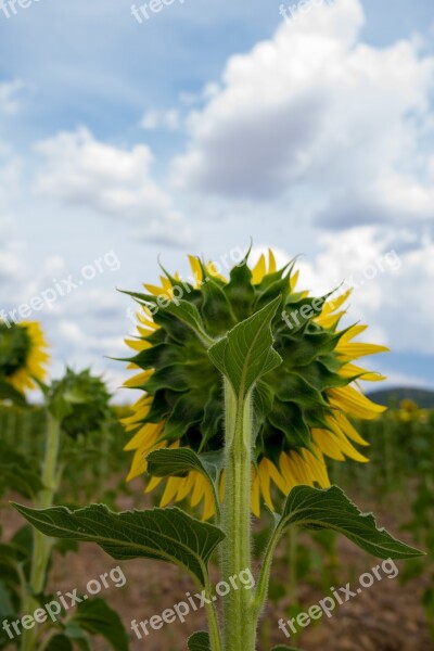 Sunflower Burgos Sunset Field Free Photos