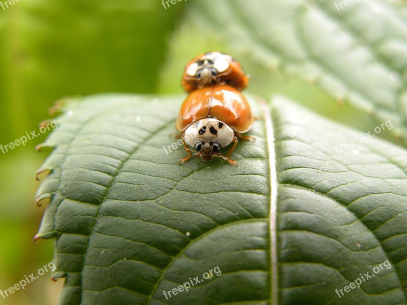 Beetle Macro Ladybug Ladybugs Beetles