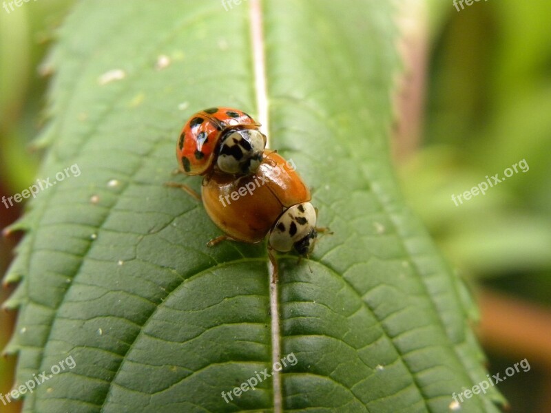 Beetle Macro Ladybug Ladybugs Beetles