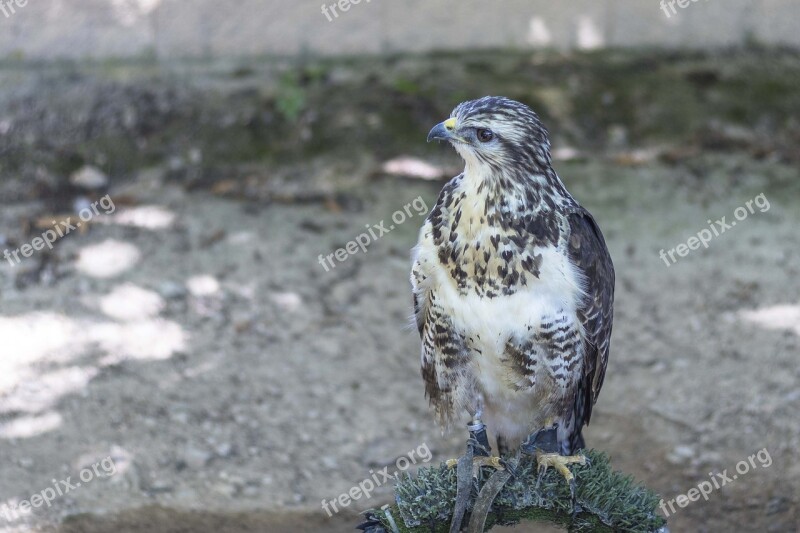 Aguila Falcon Ave Nature Pen