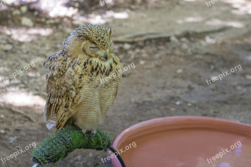 Buho Animal Bird Of Prey Birds Plumage