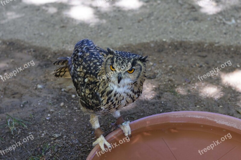 Buho Ave Bird Of Prey Pen Animals