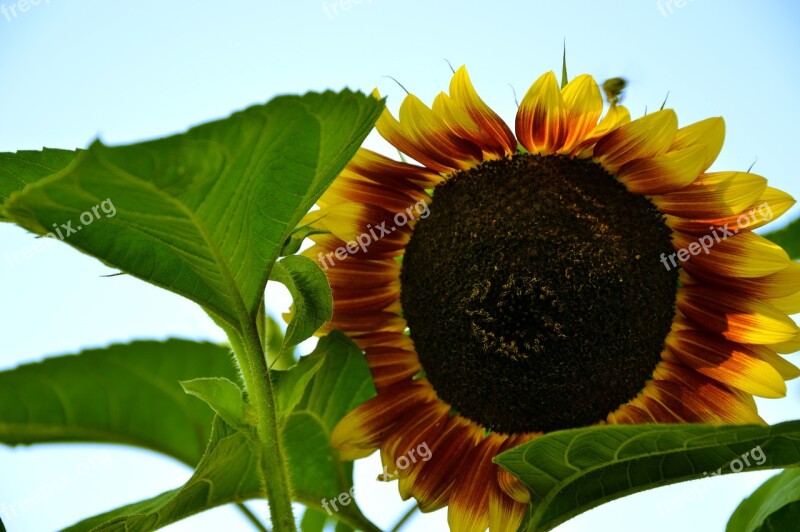 Sunflower Flower Blossom Bloom Plant