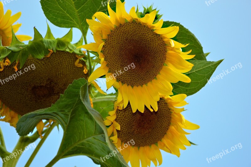 Sunflower Flowers Helianthus Blossom Bloom