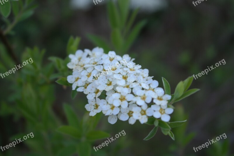 Flower White Bloom Nature White Flower