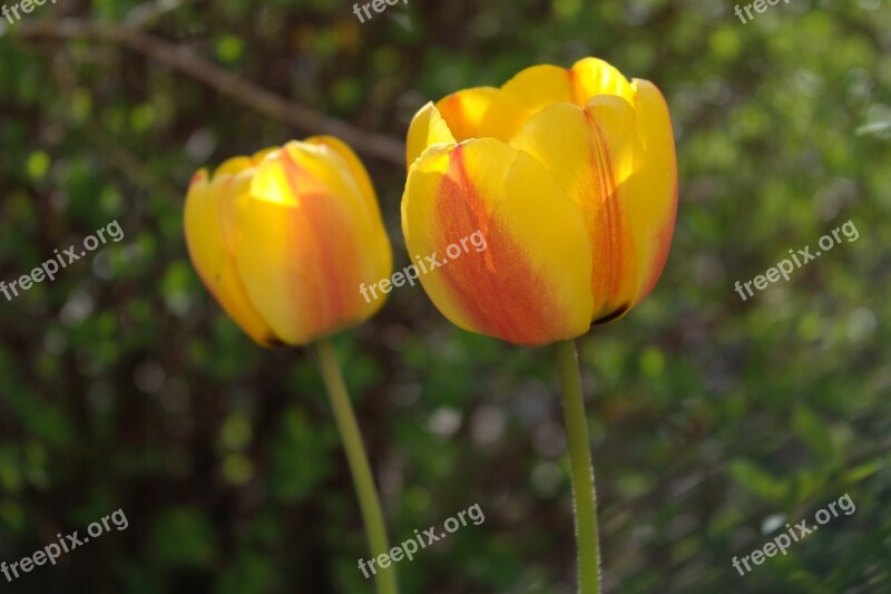 Flower Yellow Orange Nature Close Up