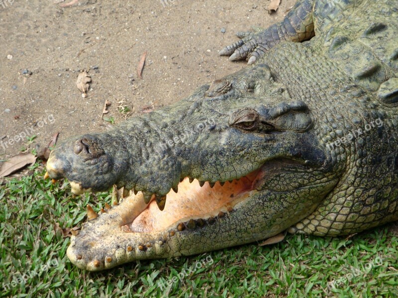 Animals Crocodile Foot Tooth Maw