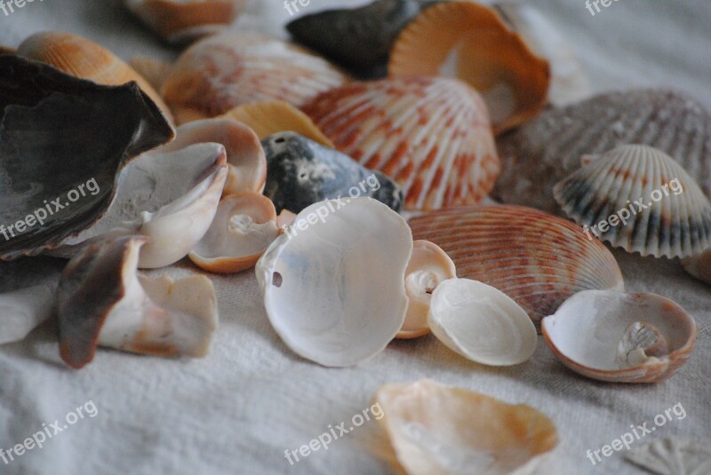 Sea Shells Spilled Out Nature Summer Beach