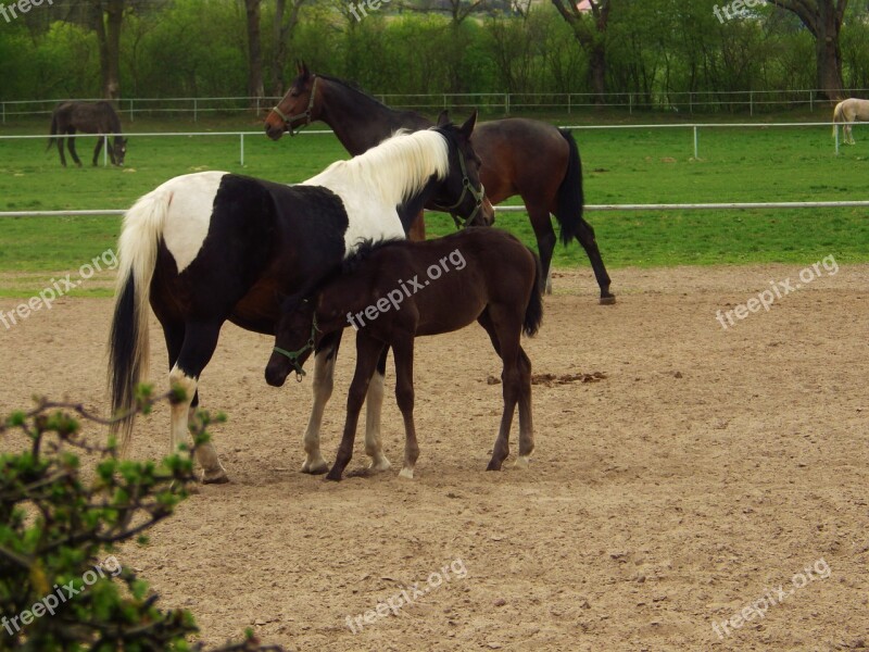 Stud Janow Podlaski Arabian Horse Free Photos