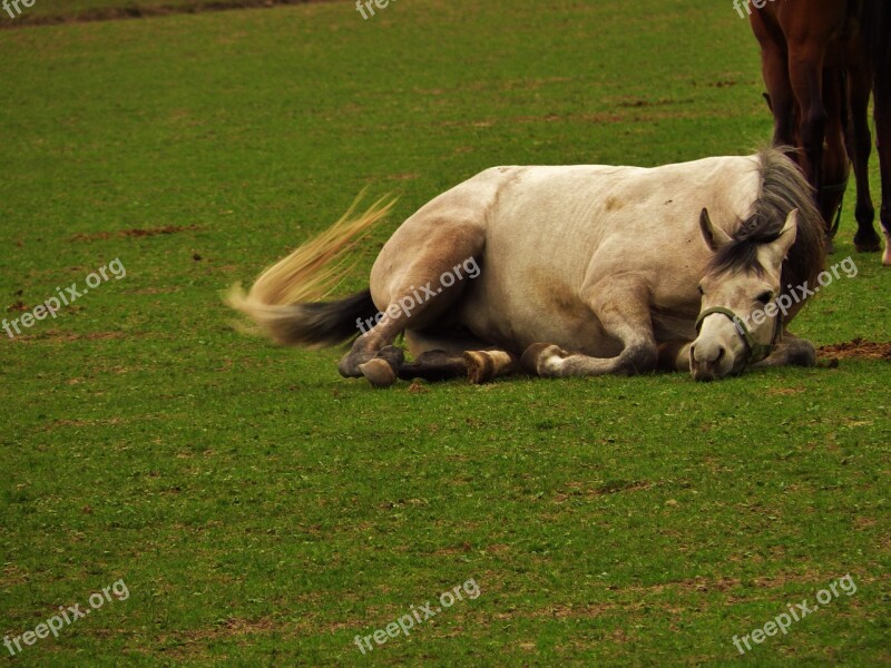 Horse Arabian Horse Stocks Free Photos