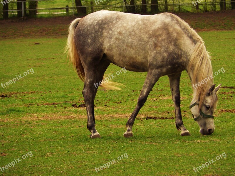 Horse Arabian Horse Stocks Free Photos