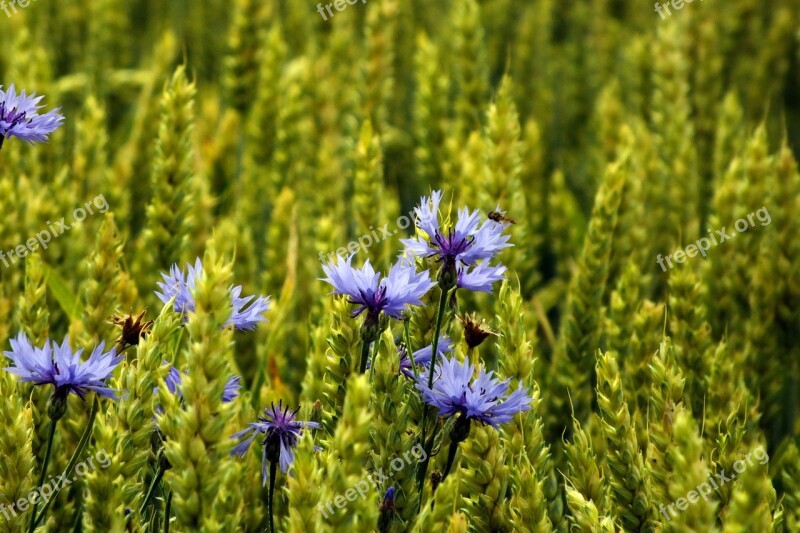 Cornflower Cereals Summer Free Photos