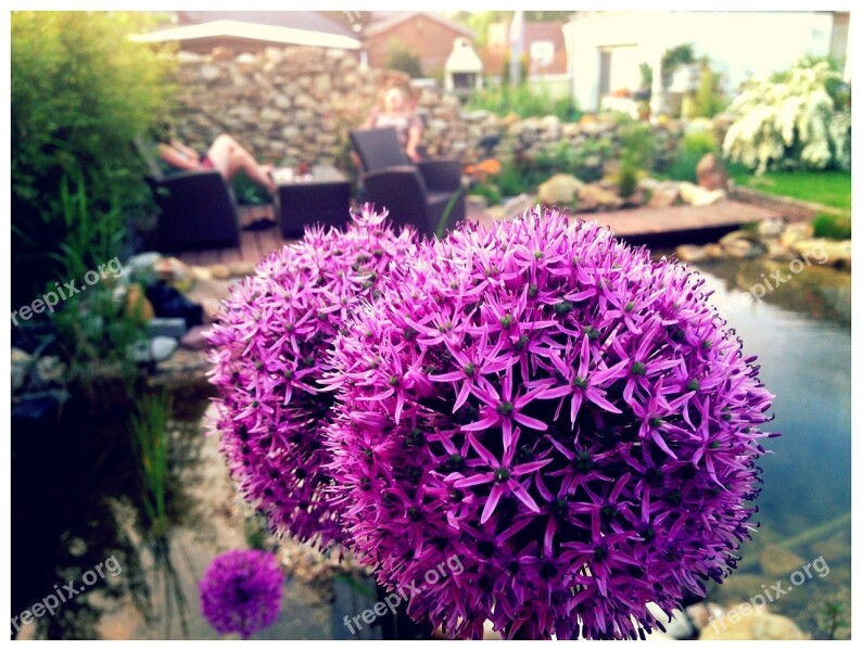 Allium Ornamental Onion Garden Close Up Allium Giganteum