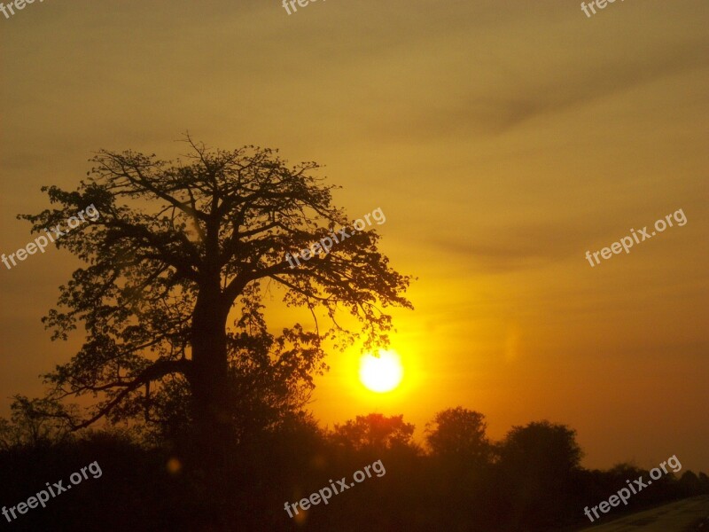 Africa Sol Tree Sky Horizon