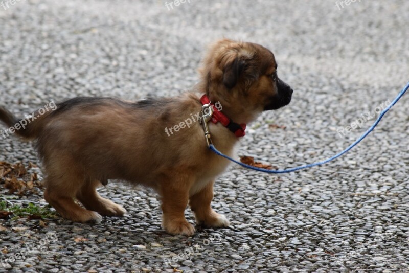 Dog Doggie Puppy Leash Walk