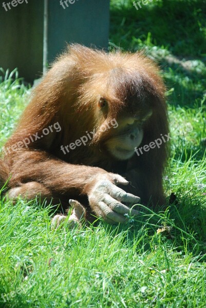 Monkey Zoo Animal Animal World Cute