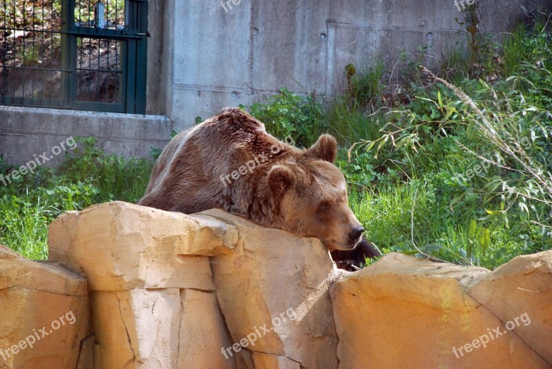 Brown Bear Zoo Animal Bear Mammal