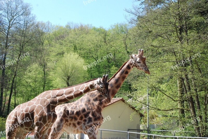 Zoo Giraffes Animal Mammal Neck