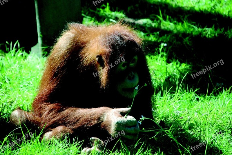 Monkey Zoo Orang Utan Animal Portrait Animal World