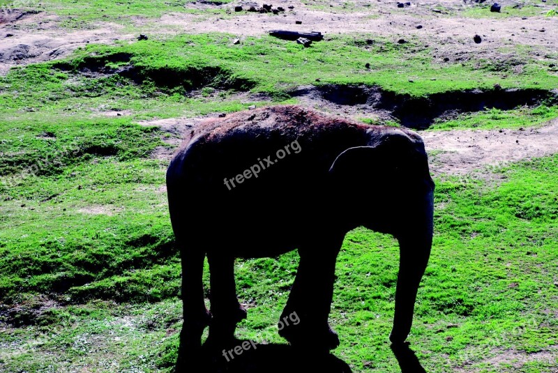 Elephant Zoo Pachyderm Proboscis Close Up