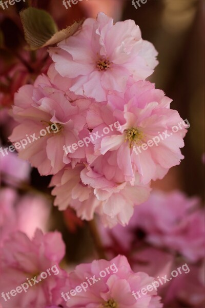 Flower Tree Japanese Cherry Pink Spring Free Photos