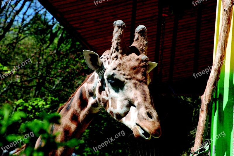 Giraffe Zoo Animal Mammal Neck