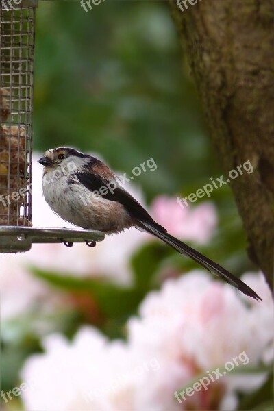 Bird Long Tailed Tit Young Spring Garden