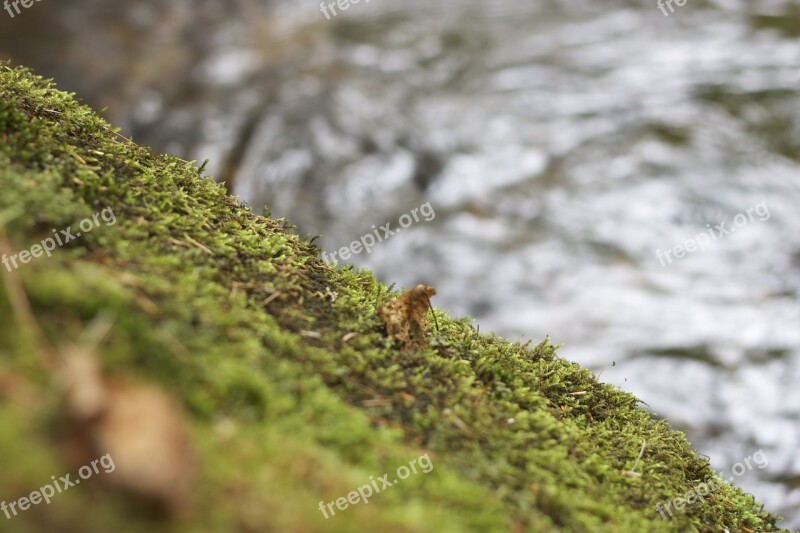 Plant Green Moss Nature Growth