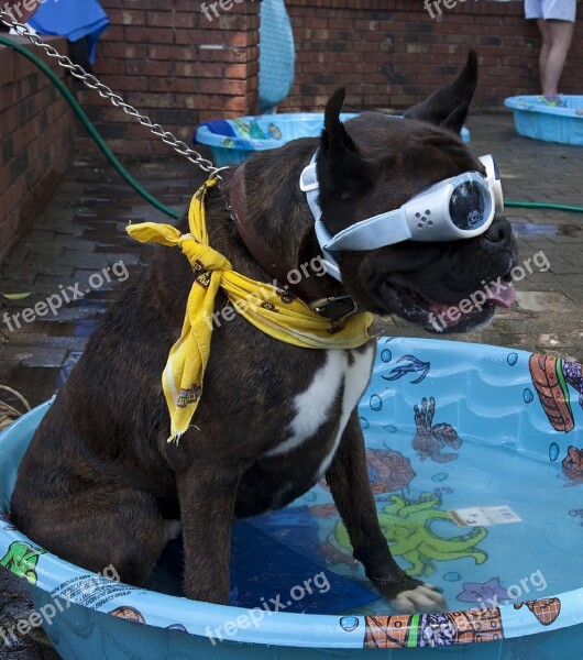 Dog Clothes Goggles Bandana Parade