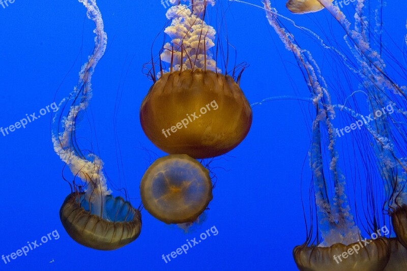 Jellyfish Aquarium Swimming Floating Marine