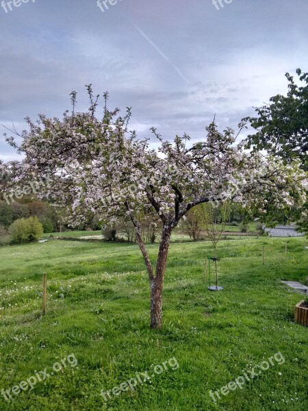 Flowering Tree Spring Manzano Free Photos