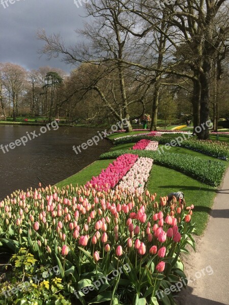 Tulips Flowers Keukenhof Floral Bloom