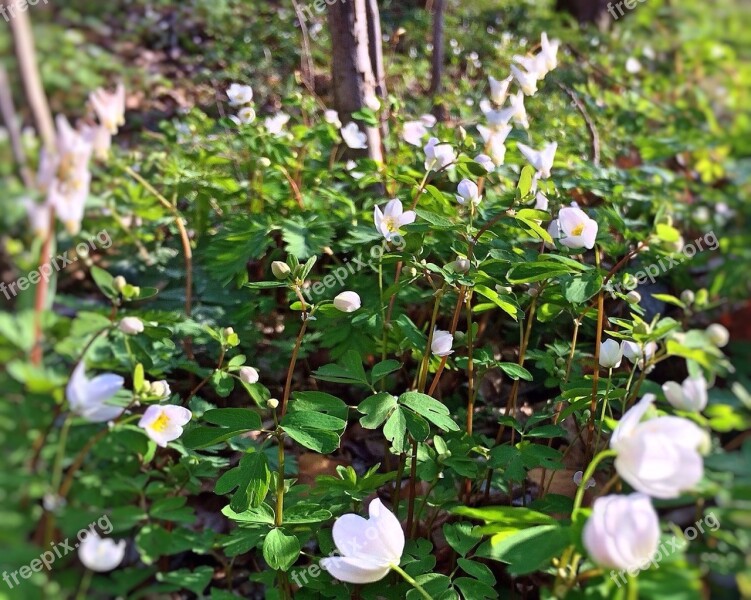 Spring Wild Flowers Nature Flower Green