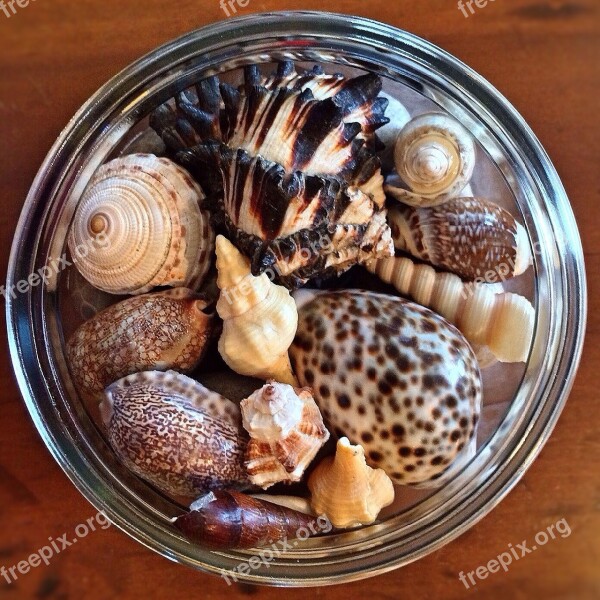 Seashells Ocean Beach Collection Sea