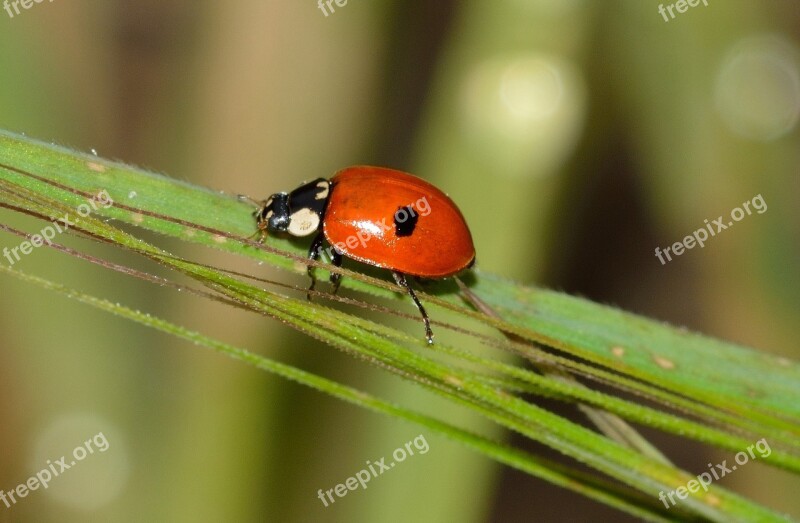 Insects Beetles Adália Neoxabea Free Photos