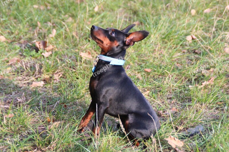 Dog Miniature Pinscher Reh Pinscher Striezel Pet