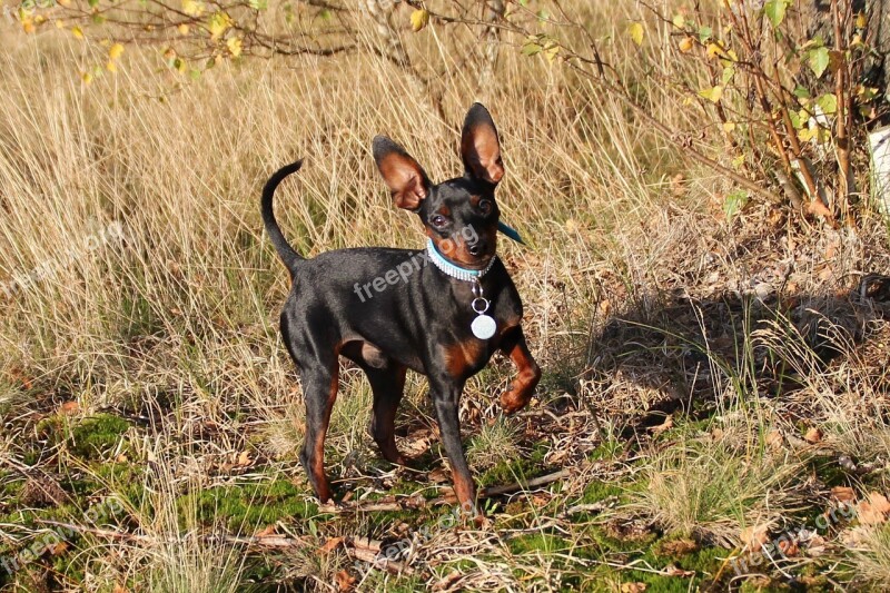 Dog Miniature Pinscher Reh Pinscher Striezel Pet