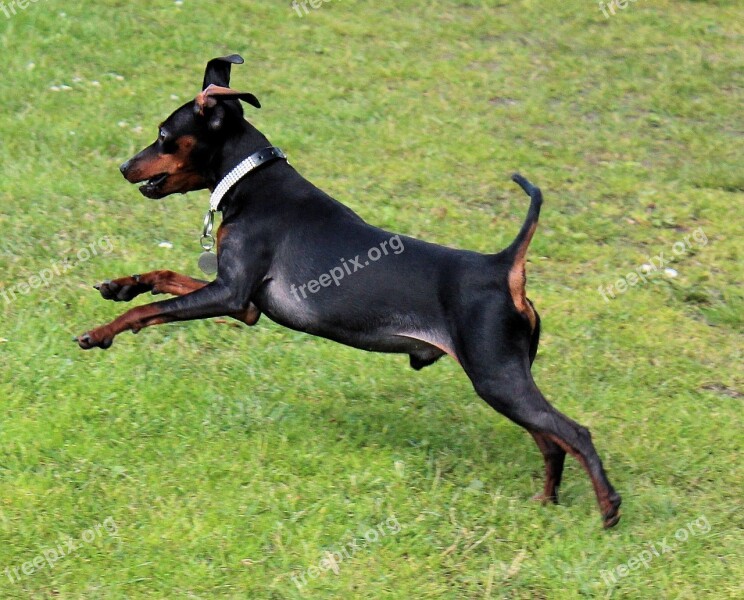 Dog Miniature Pinscher Reh Pinscher Striezel Pet