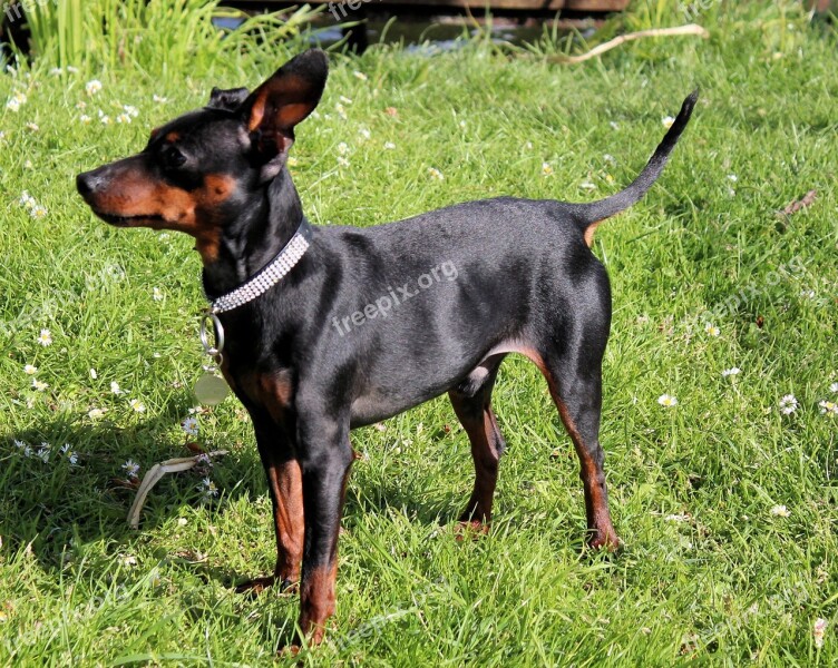 Dog Miniature Pinscher Reh Pinscher Striezel Pet