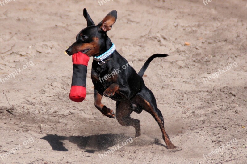 Dog Miniature Pinscher Reh Pinscher Striezel Pet