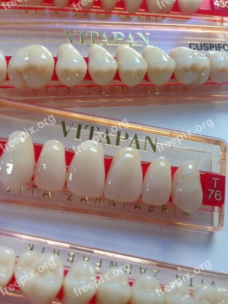 Tooth Dental Prosthesis Dental Free Photos