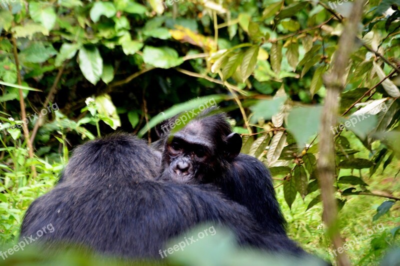 Tropical Forest Chimps Wildlife Free Photos