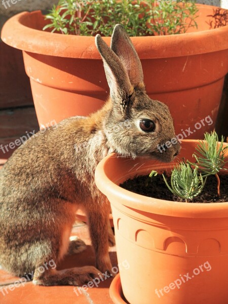 Rabbit Looking Stone Pine Seedling