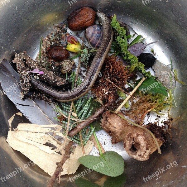 Witch's Potion Cauldron Slow-worm Free Photos