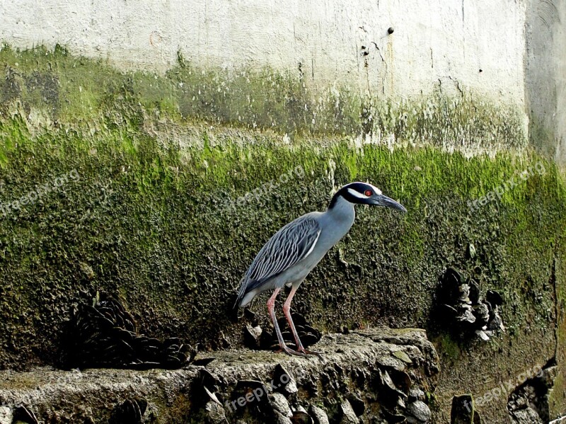 Heron Water Bird Bird Free Photos