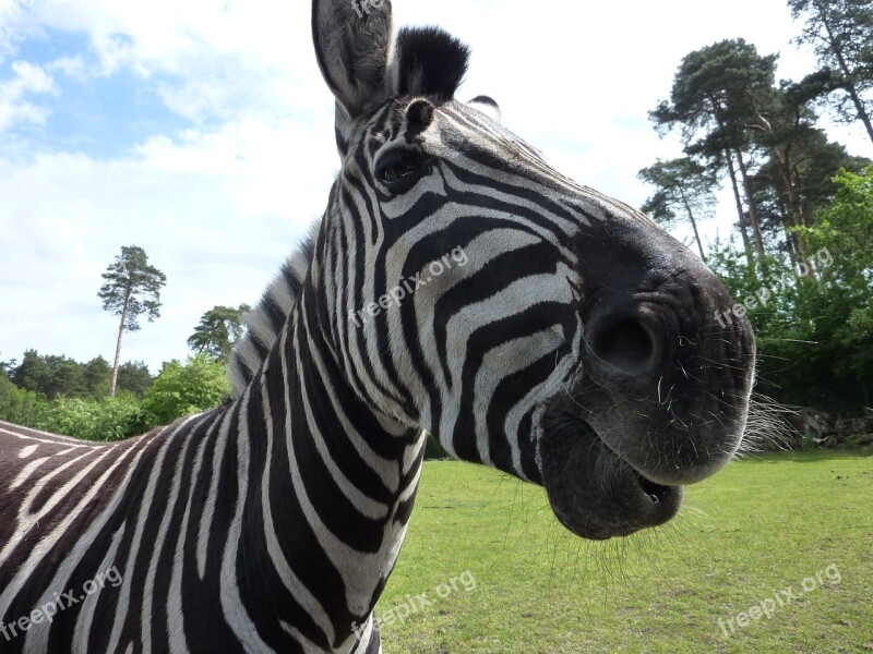 Serengeti Park Zebra Curious Free Photos