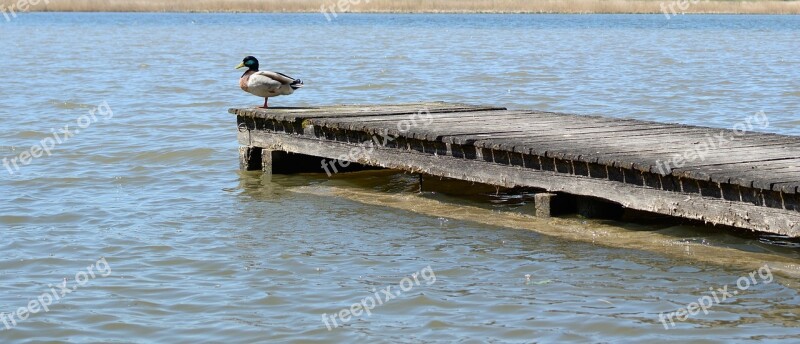 Boardwalk Water Lake Duck Nature